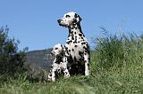 DALMATIEN 043